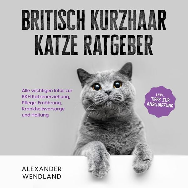 Britisch Kurzhaar Katze Ratgeber: Alle wichtigen Infos zur BKH Katzenerziehung